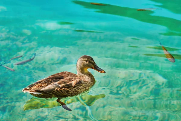 Pato en el lago — Foto de Stock