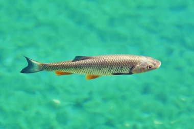 AK balık (Squalius cephalus)