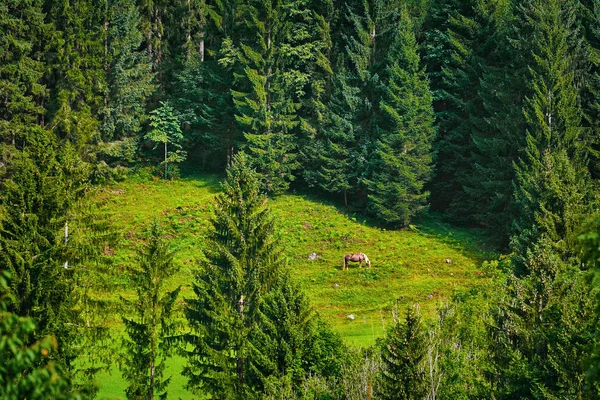 Häst i skogen — Stockfoto