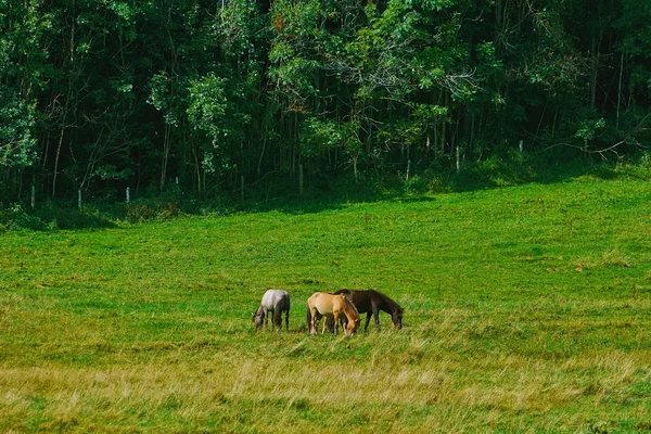 Άλογα στο βοσκότοπο — Φωτογραφία Αρχείου