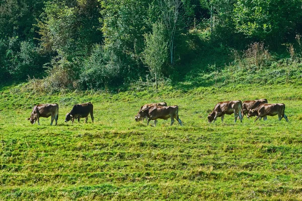 Herd of Cows — Stock Photo, Image