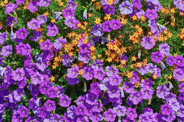 Backround of Flowers — Stock Photo, Image