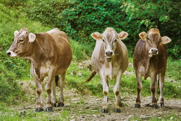 Vacas no pasto — Fotografia de Stock