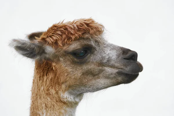 Ritratto di alpaca — Foto Stock