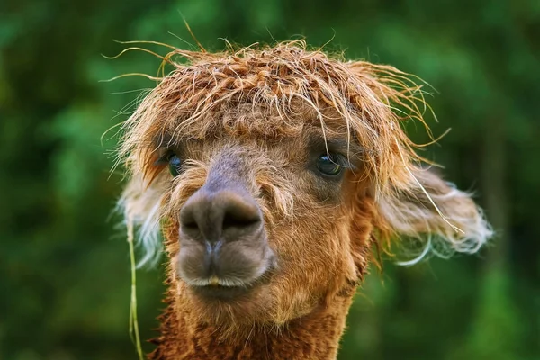 Ritratto di alpaca — Foto Stock