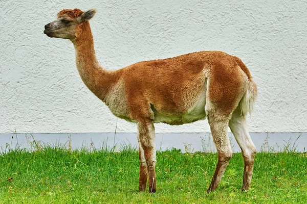 Alpaca blisko ściany — Zdjęcie stockowe