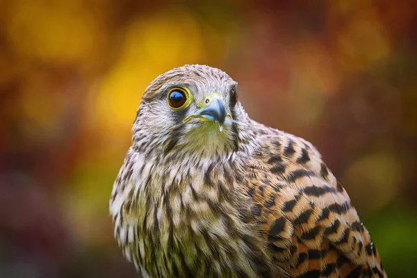 Pustynia zwyczajna (Falco tinnunculus) — Zdjęcie stockowe