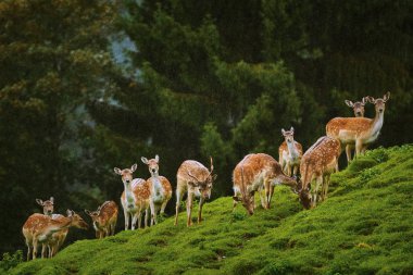 Deers near the Forest clipart
