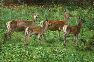 Bir tepenin yamacında geyikler
