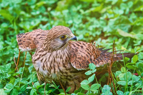 Pustynia zwyczajna (Falco tinnunculus) — Zdjęcie stockowe