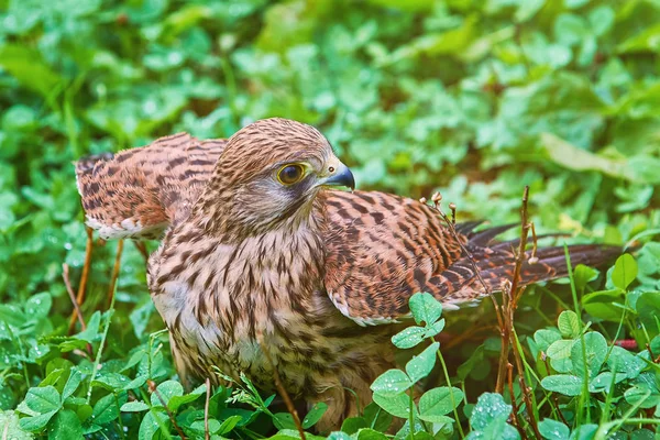 Обыкновенная пустельга (Falco tinnunculus) — стоковое фото