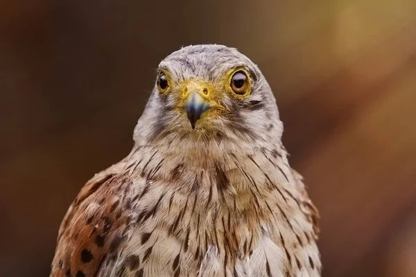 普通龙骨（Falco tinnunculus）) — 图库照片