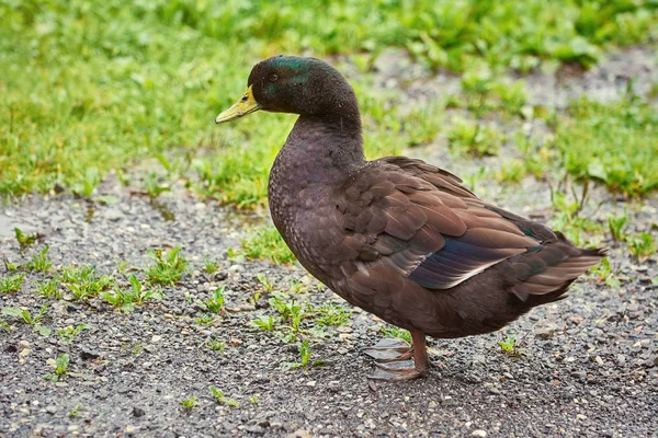 Pato en el suelo — Foto de Stock