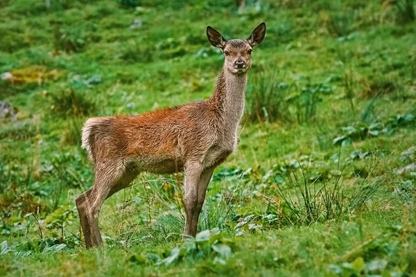 Bir tepenin yamacında geyik 