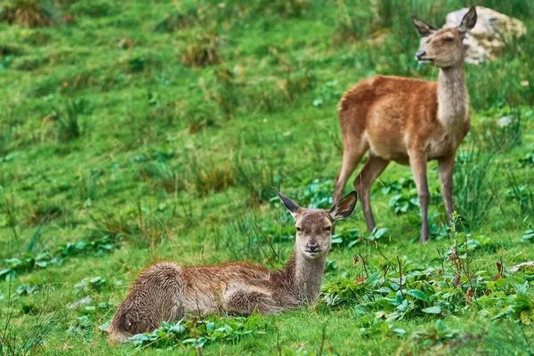 Deers on the Slope of a Hill — Stock Photo, Image