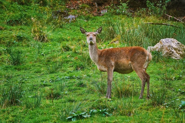 Deer in the Forest — Stock Photo, Image