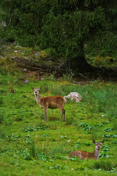 Rådjur i skogen — Stockfoto