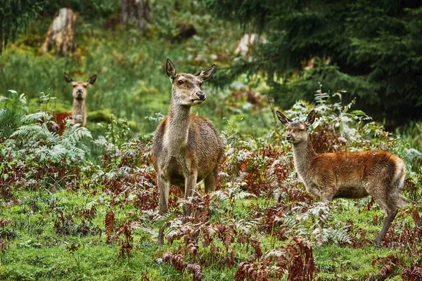 Deers in the Forest — Stock Photo, Image