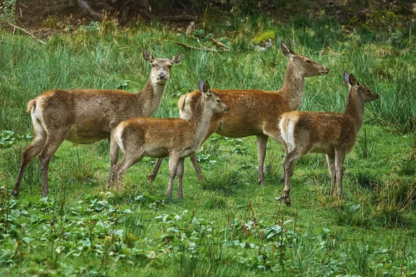Bir tepenin yamacında geyikler