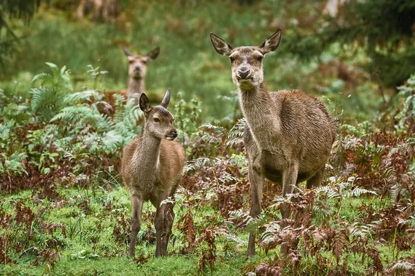 Deers in the Forest — Stock Photo, Image