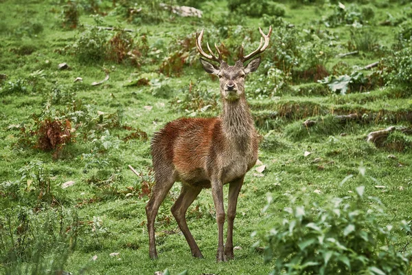 Cerf debout sur l'herbe — Photo