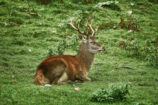 Deer Rest on the Grass — Stock Photo, Image