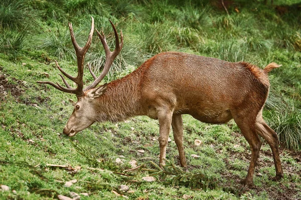 Çimenlerin üzerinde otlatma geyik
