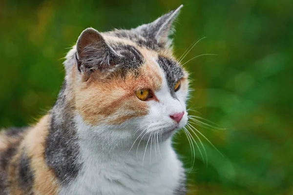 Portret kota — Zdjęcie stockowe