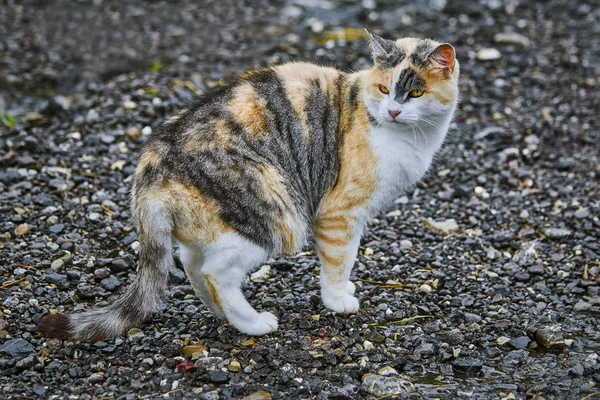 Домашняя кошка на дороге — стоковое фото