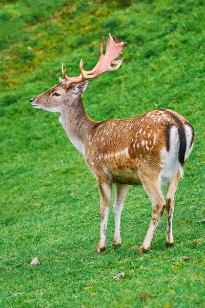 Deer Grazing on the Grass — Stock Photo, Image