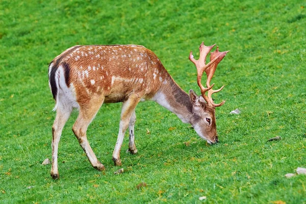 Deer Grazing on the Grass — Stock Photo, Image
