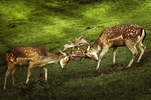 Closeup of Deer Fight — Stock Photo, Image