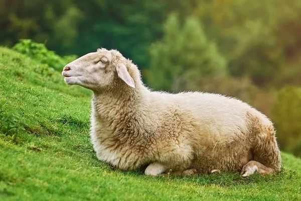 Sheep on the Grass — Stock Photo, Image