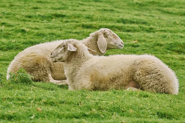 Owce na trawie — Zdjęcie stockowe