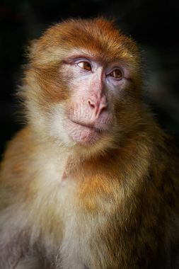Barbar maymun (Macaca sylvanus)
