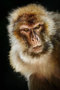 Barbar maymun (Macaca sylvanus)