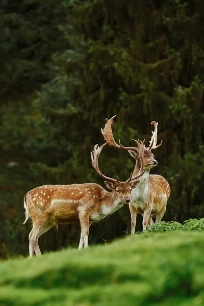 Deers near the Forest — Stock Photo, Image
