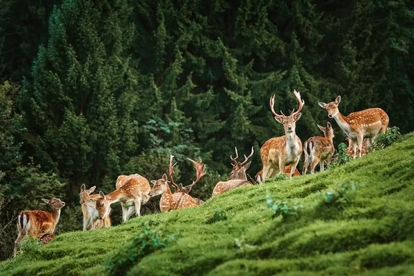 Jeleni v lese — Stock fotografie