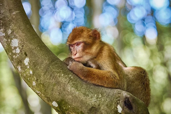 Berbermakaken (Macaca sylvanus)) — Stockfoto