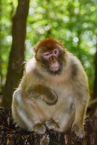 Macaco-bárbaro (Macaca sylvanus) — Fotografia de Stock