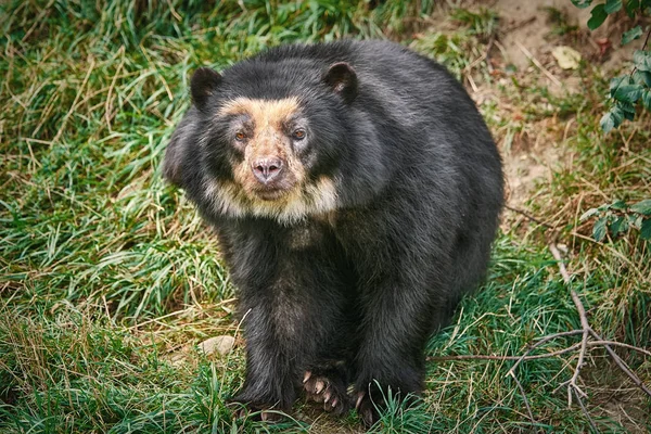 Orso nero asiatico — Foto Stock