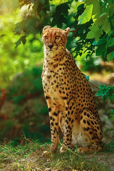 Cheetah (Acinonyx Jubatus) — Stock Photo, Image