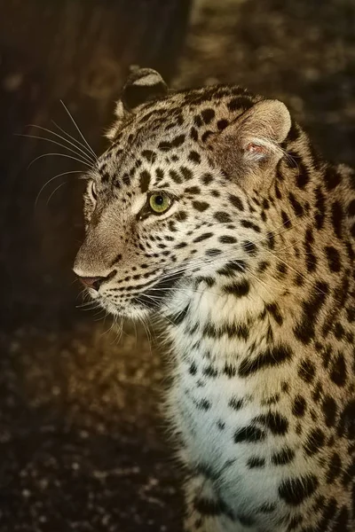 Leopard (Panthera Pardus) — Stock Photo, Image