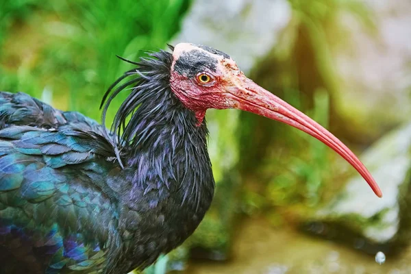 Norra bald ibis — Stockfoto