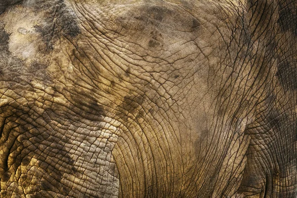 Contexto da pele de elefante — Fotografia de Stock