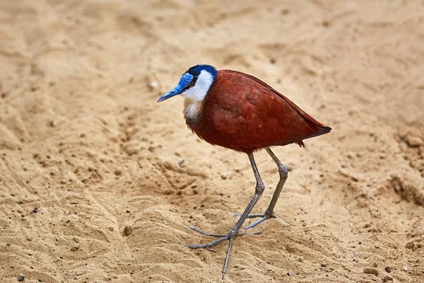 Jacana afrykańskich (Actophilornis africanus) — Zdjęcie stockowe