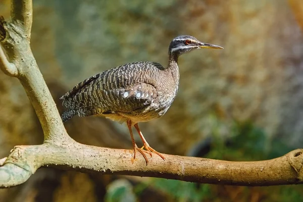 Zonneral (Eurypyga helias) — Stockfoto