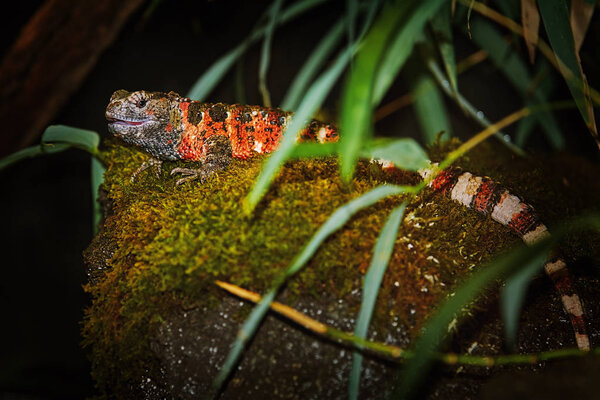 Chinese Crocodile Lizard (Shinisaurus Crocodilurus)