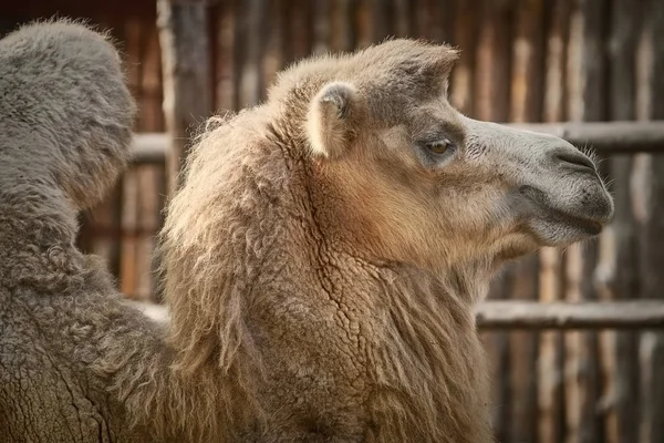 Portrait of Camel — Stock Photo, Image
