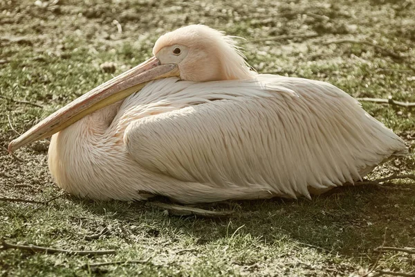 Roze pelikaan — Stockfoto